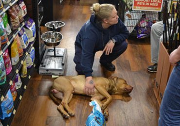 Baltimore Animal Control Officer Jess Novak crouches in a pet store with an injured stray dog that was brought in for care on March 29, 2016. (Capital News Service photo by Leo Traub)