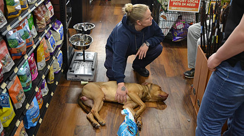 Baltimore Animal Control Officer Jess Novak crouches in a pet store with an injured stray dog that was brought in for care on March 29, 2016. (Capital News Service photo by Leo Traub)