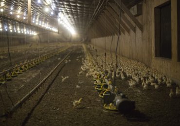 Chickens gather in one of the four chicken houses on Millennium Farms in Pocomoke City, Maryland. The farm currently has about 80,000 chickens, according to owner Jason Lambertson. Capital News Service Photo by James Levin.