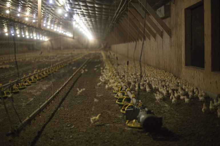 Chickens gather in one of the four chicken houses on Millennium Farms in Pocomoke City, Maryland. The farm currently has about 80,000 chickens, according to owner Jason Lambertson. Capital News Service Photo by James Levin.