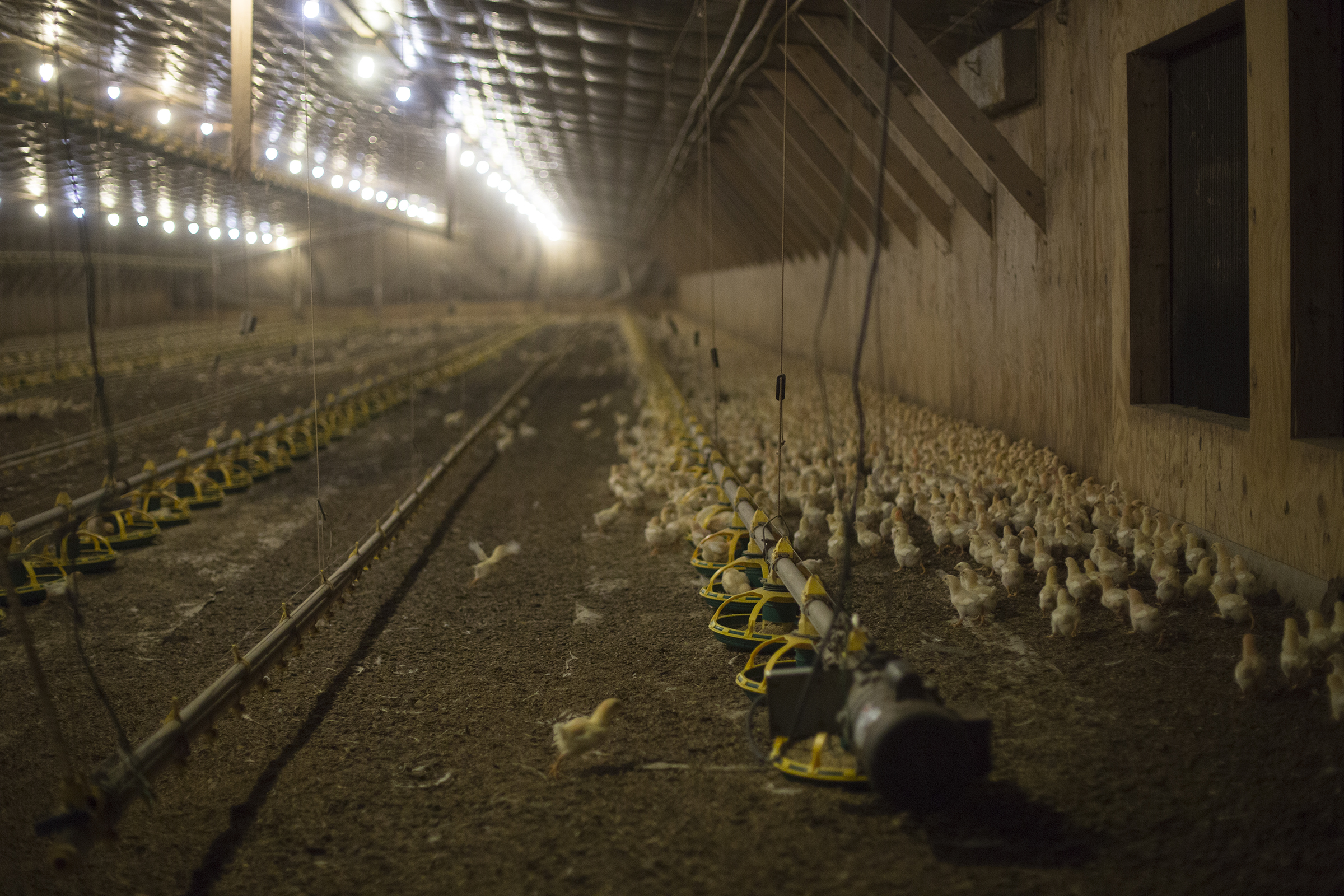 Chickens gather in one of the four chicken houses on Millennium Farms in Pocomoke City, Maryland. The farm currently has about 80,000 chickens, according to owner Jason Lambertson. Capital News Service Photo by James Levin.