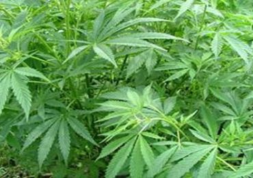 medical marijuana