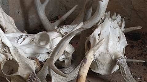 The skulls of deer sit bleached and white in the headquarters of Montgomery County Parks.