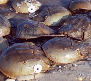 Horseshoe Crabs Tagged for Research Along Atlantic Coast – CNS Maryland