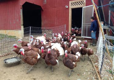 Turkeys come out of the barn