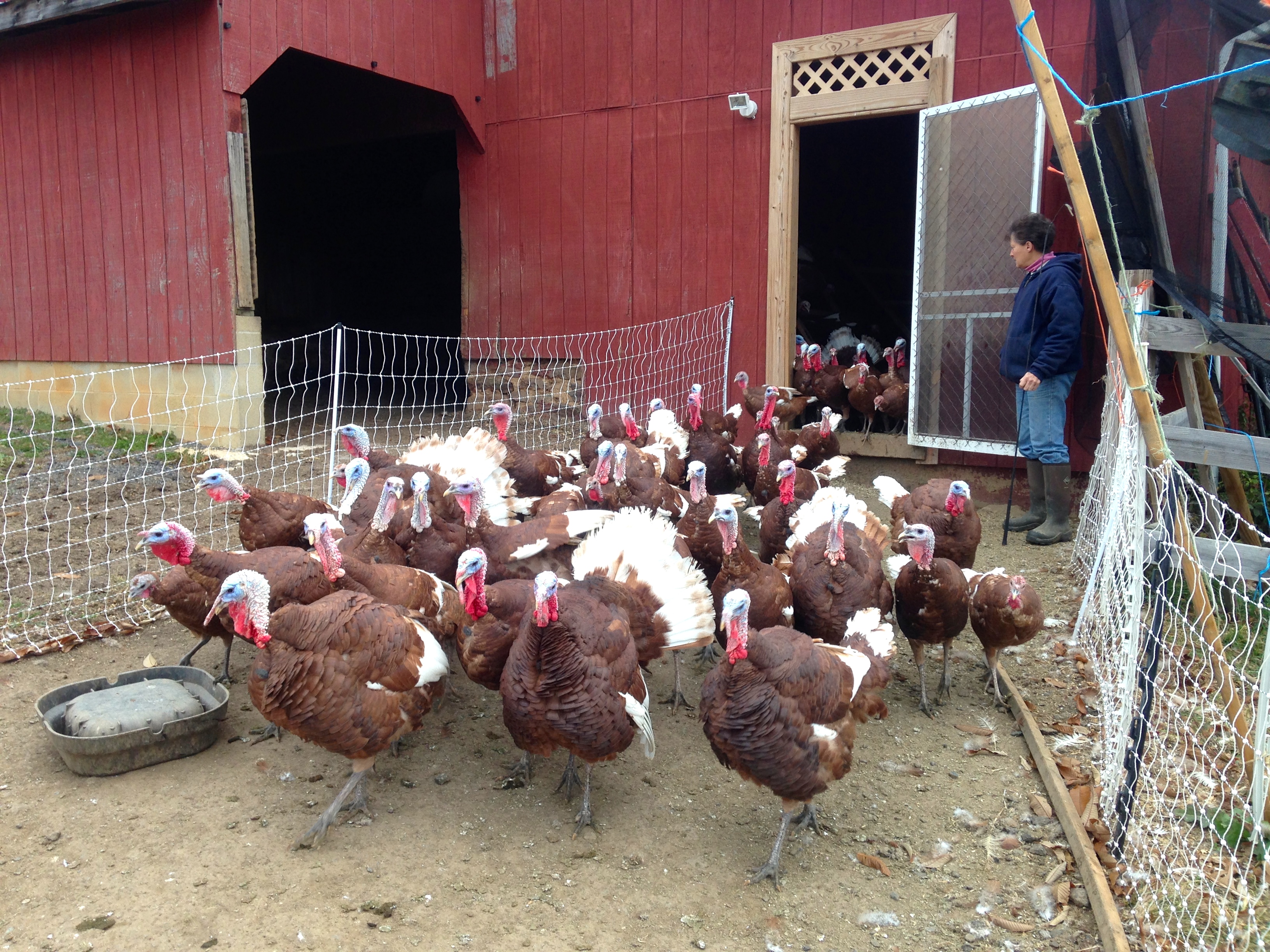 Turkeys come out of the barn