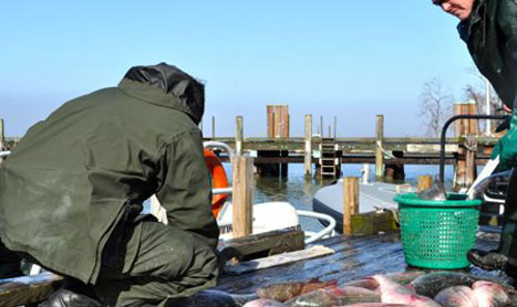 Natural Resources Police Haul in 10 Tons of Illegally Caught Rockfish in February. (Photo by Kerry Davis/Capital News Service)