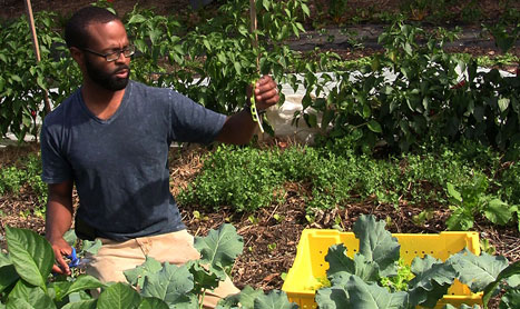 Urban Agriculture Growing In Baltimore Cns Maryland