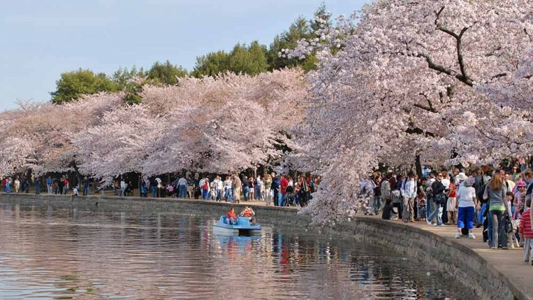 2023 Washington DC Cherry Blossom Peak Bloom Forecasts