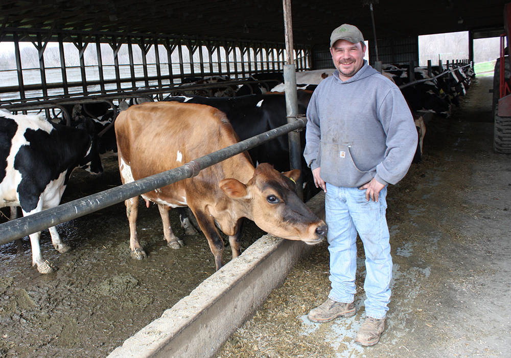 Myersville farmer Joe Mangiafico in his cow barn. "Farming is not as simple as it was 30 years ago," he said. "But I can't see myself doing anything else." (Photo by J.F. Meils/Capital News Service)