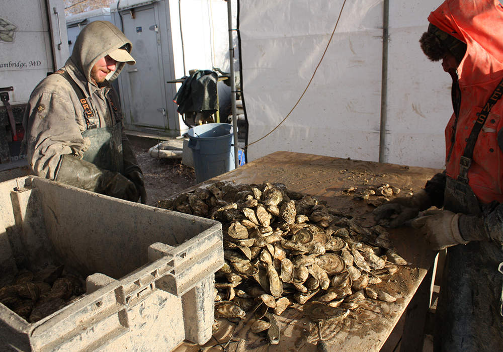 Culling oysters ready for market is a daily job in the aquaculture business. At Choptank Oyster Company in Cambridge, the work is done outdoors year-round. (Photo by J.F. Meils/Capital News Service.)