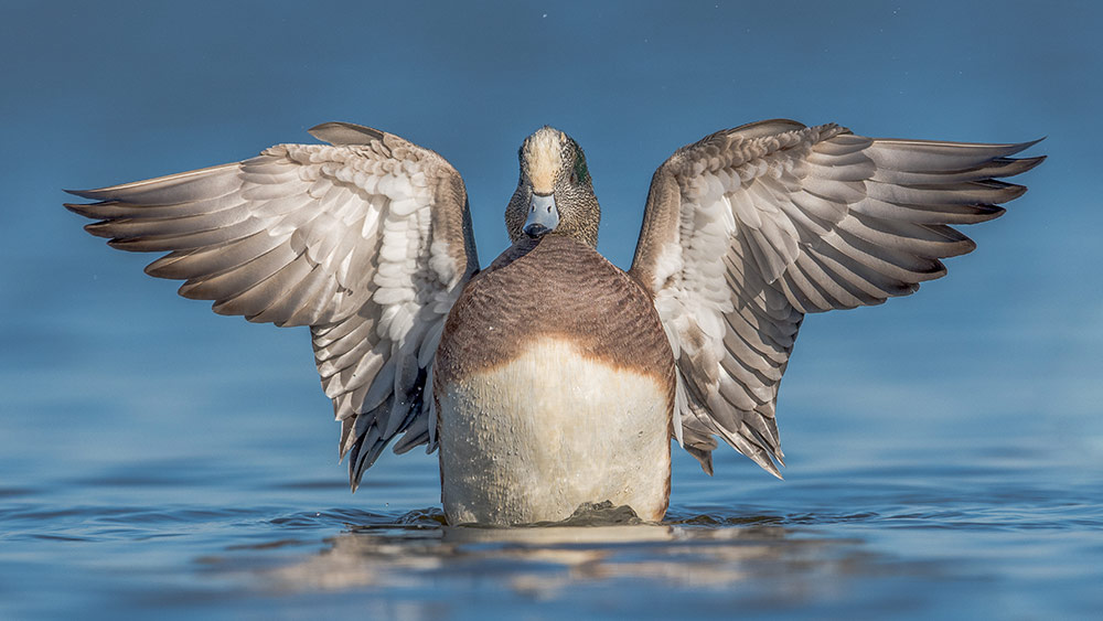 American Wigeon by Nikunj Patel (Photo courtesy of Maryland Department of Natural Resources)