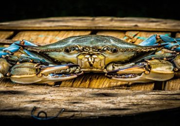 According to the 2017 Winter Dredge Survey, there are about 455 million crabs living in the Chesapeake Bay. (Photo by Joe Subolefsky / courtesy Maryland Department of Natural Resources)