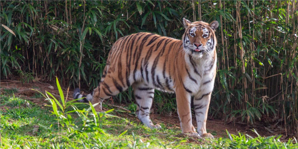 New Amur tiger at the Smithsonian's National Zoo – CNS Maryland