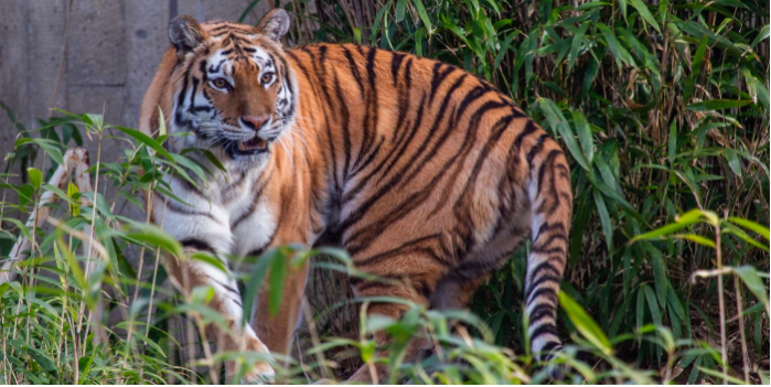 New Amur tiger at the Smithsonian’s National Zoo – CNS Maryland