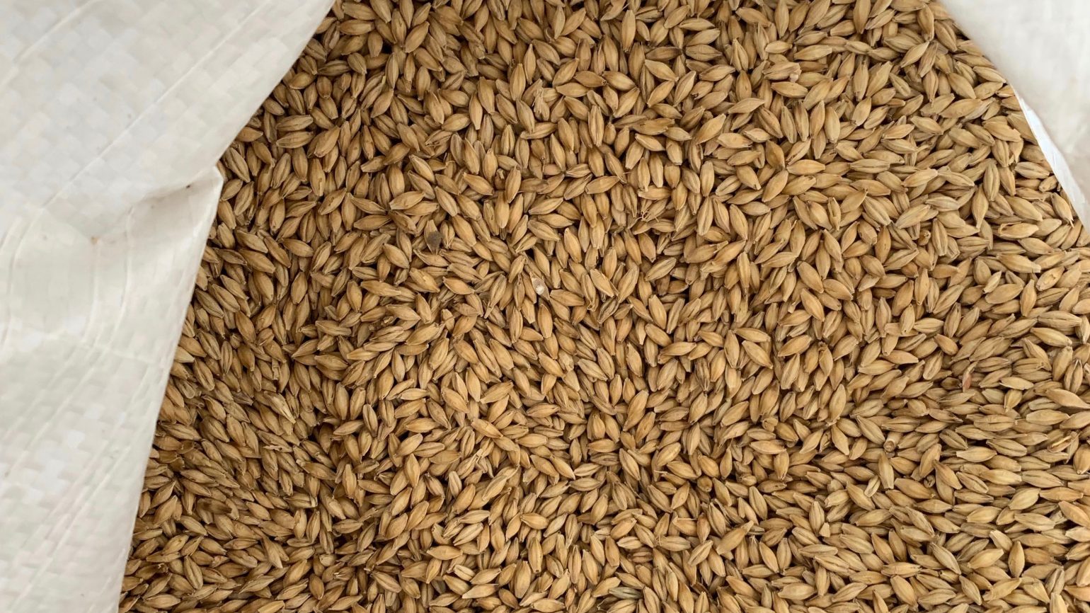 malted-barley-s-additional-uses-cns-maryland