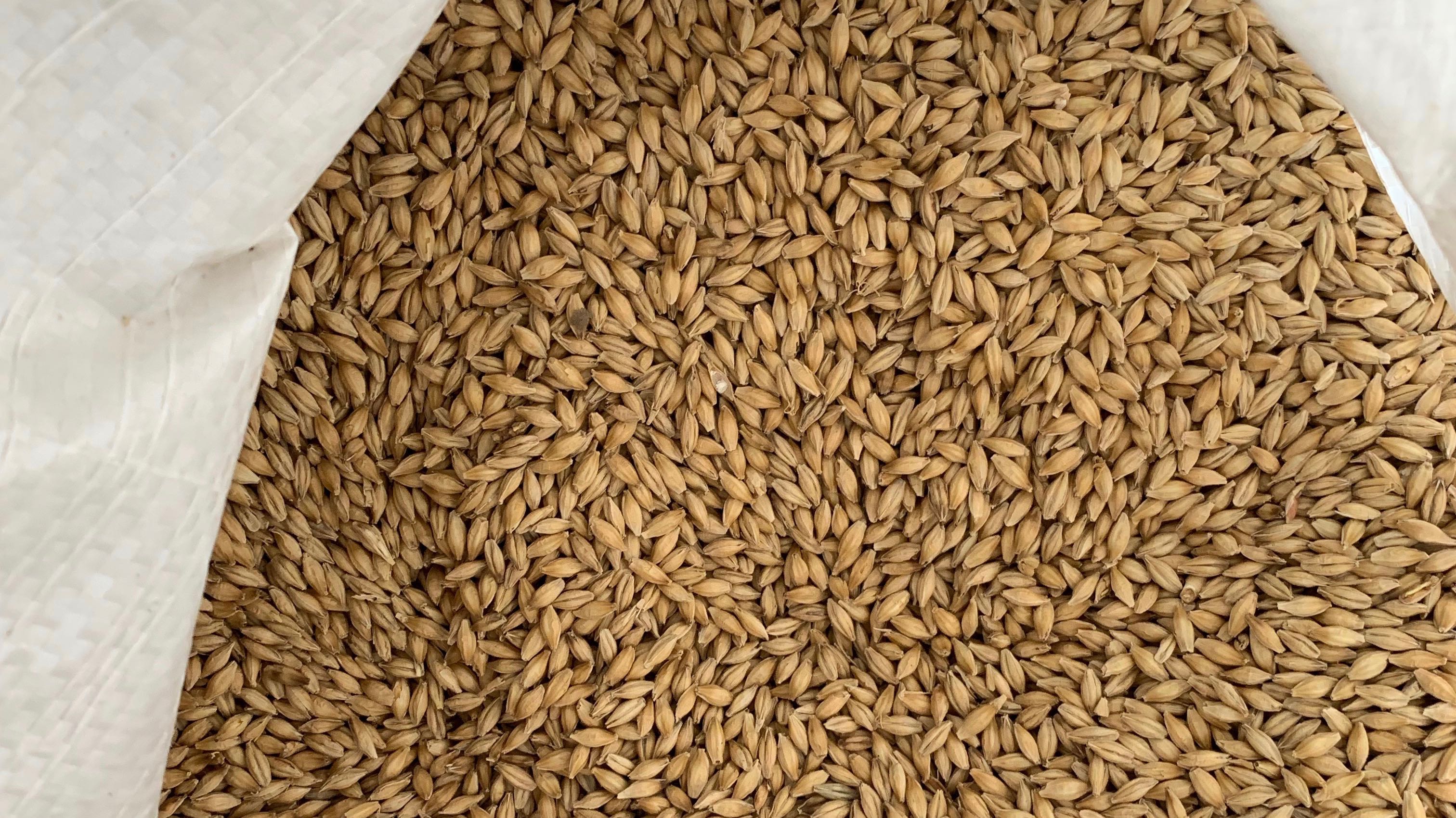 Malted Barley s Additional Uses CNS Maryland