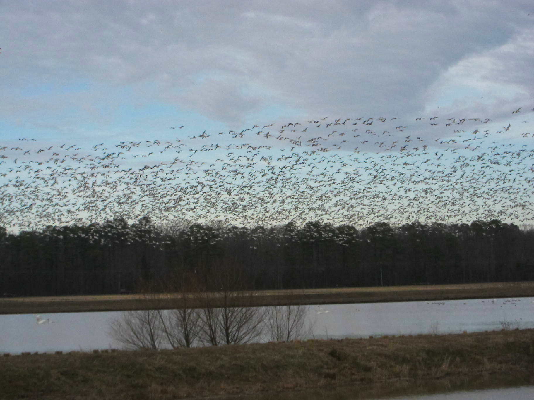 A flock of geese takes wing at Blackwater National Wildlife Refuge in summer 2020. Migratory birds could benefit as more coastline is added to refuges due to saltwater intrusion. Credit: Bill Lambrecht/University of Maryland