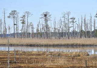 Invading saltwater kills trees from the roots up. The last to succumb at the Blackwater National Wildlife Refuge are the loblolly pines. Photo credit: Sarah Sopher/University of Maryland