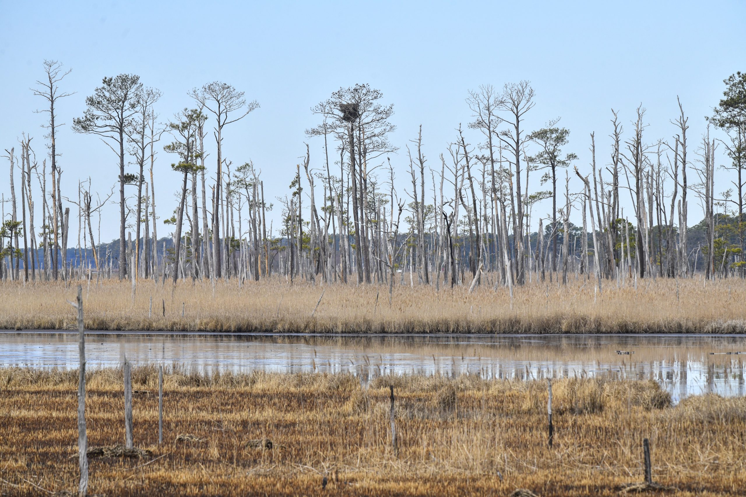 Invading saltwater kills trees from the roots up. The last to succumb at the Blackwater National Wildlife Refuge are the loblolly pines. Photo credit: Sarah Sopher/University of Maryland