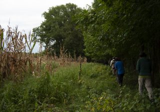 Researchers walk along the border of a corn field damaged by salty soils on the Delmarva Peninsula in October 2020. Photo credit: Hannah Fields/University of Maryland