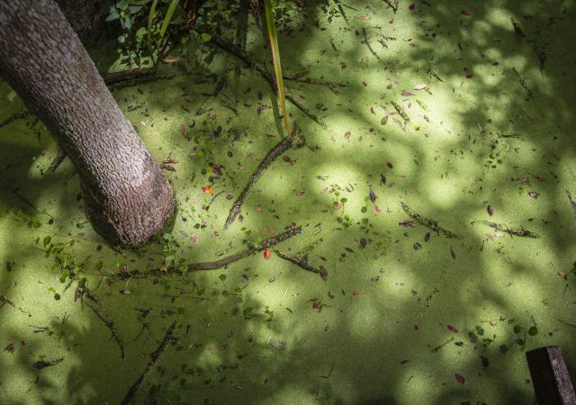 Swamp inside the Whooping Crane Pond Conservancy. The 115 acre wetland inside a Hilton Head Neighborhood receives around five feet of reclaimed water annually in addition to rainfall. Photo credit: Hunter Musi