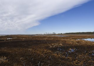 As saltwater intrudes from below and pours in from above as seas rise, forests die off, replaced by marshes and, eventually, open water. This scene from the Blackwater National Wildlife Refuge on the Eastern Shore of Maryland captures the transformation. Credit: Sarah Sopher/University of Maryland