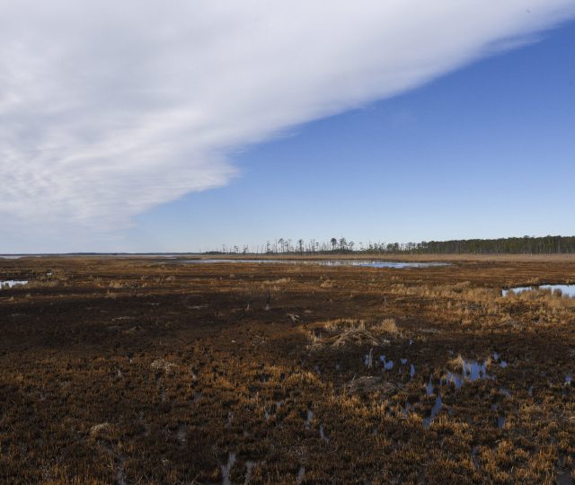 As saltwater intrudes from below and pours in from above as seas rise, forests die off, replaced by marshes and, eventually, open water. This scene from the Blackwater National Wildlife Refuge on the Eastern Shore of Maryland captures the transformation. Credit: Sarah Sopher/University of Maryland