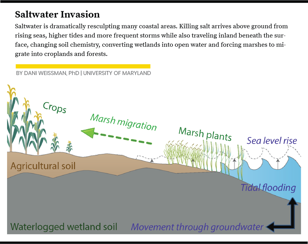 Diagram explaining the process of saltwater invasion. Credit: Dani Weissman/University of Maryland