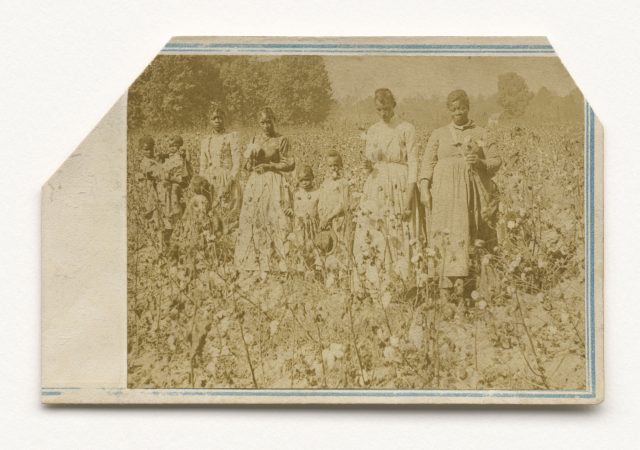 Photograph of women and children standing in a cotton field in the 1860s.