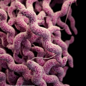 Computer-generated image of campylobacter