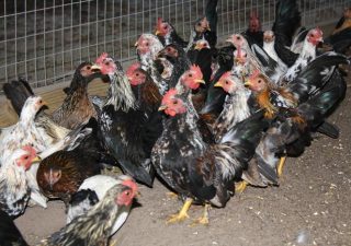 Image of a group of chickens at a poultry farm