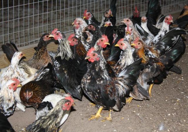 Image of a group of chickens at a poultry farm