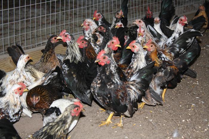Image of a group of chickens at a poultry farm