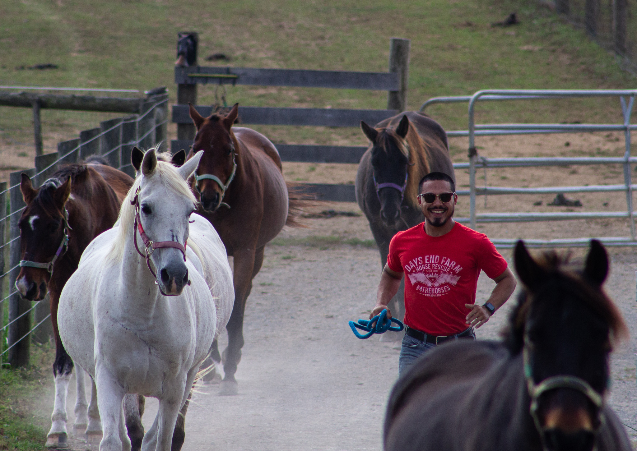 days end farm horse