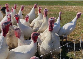 Turkeys at Springfield Farm in Sparks, Maryland, shared in November 2021. Courtesy Springfield Farm