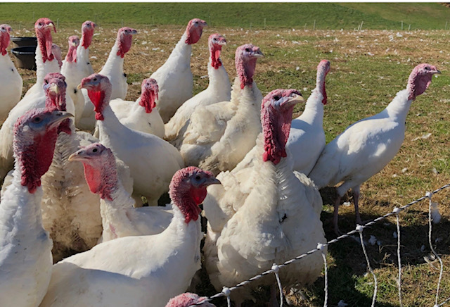 Turkeys at Springfield Farm in Sparks, Maryland, shared in November 2021. Courtesy Springfield Farm