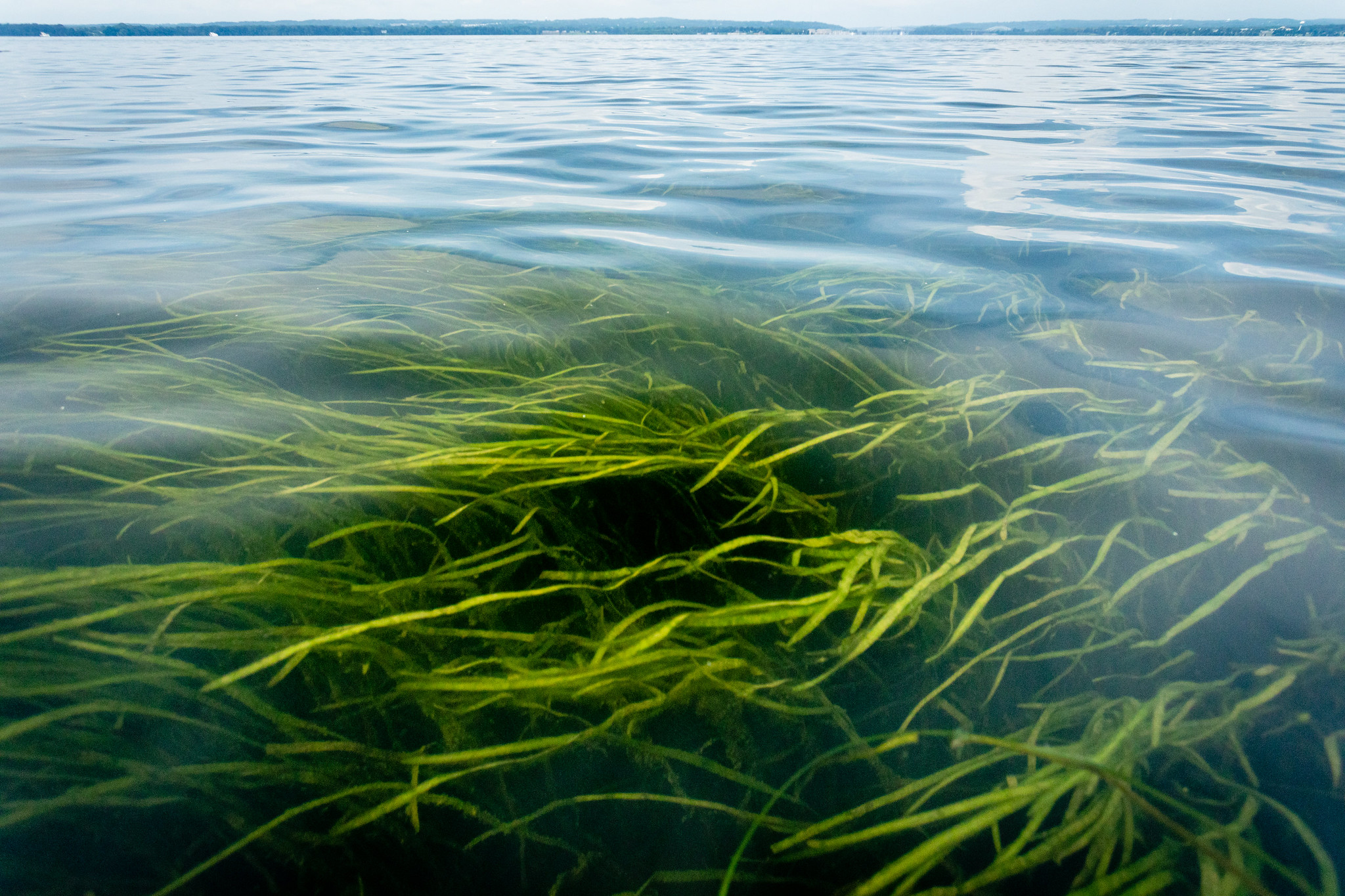 Bay grasses on the Susquehanna Flats in Harford County, Maryland | Source Chesapeake Bay Program