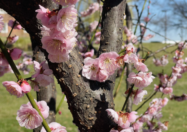 COLLEGE PARK, Md. - A cherry blossom tree was in full bloom in College Park on Feb. 23. It is one of many cherry trees blooming early in the Washington region. (Hannah Ziegler/Capital News Service)