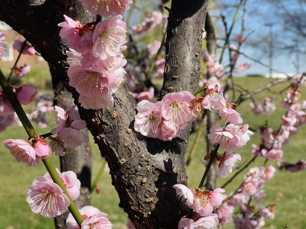 COLLEGE PARK, Md. - A cherry blossom tree was in full bloom in College Park on Feb. 23. It is one of many cherry trees blooming early in the Washington region. (Hannah Ziegler/Capital News Service)