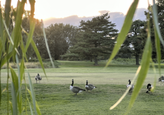 Six Canada geese congregate on the East Potomac Golf Links on Hains Point Island in Washington, D.C.