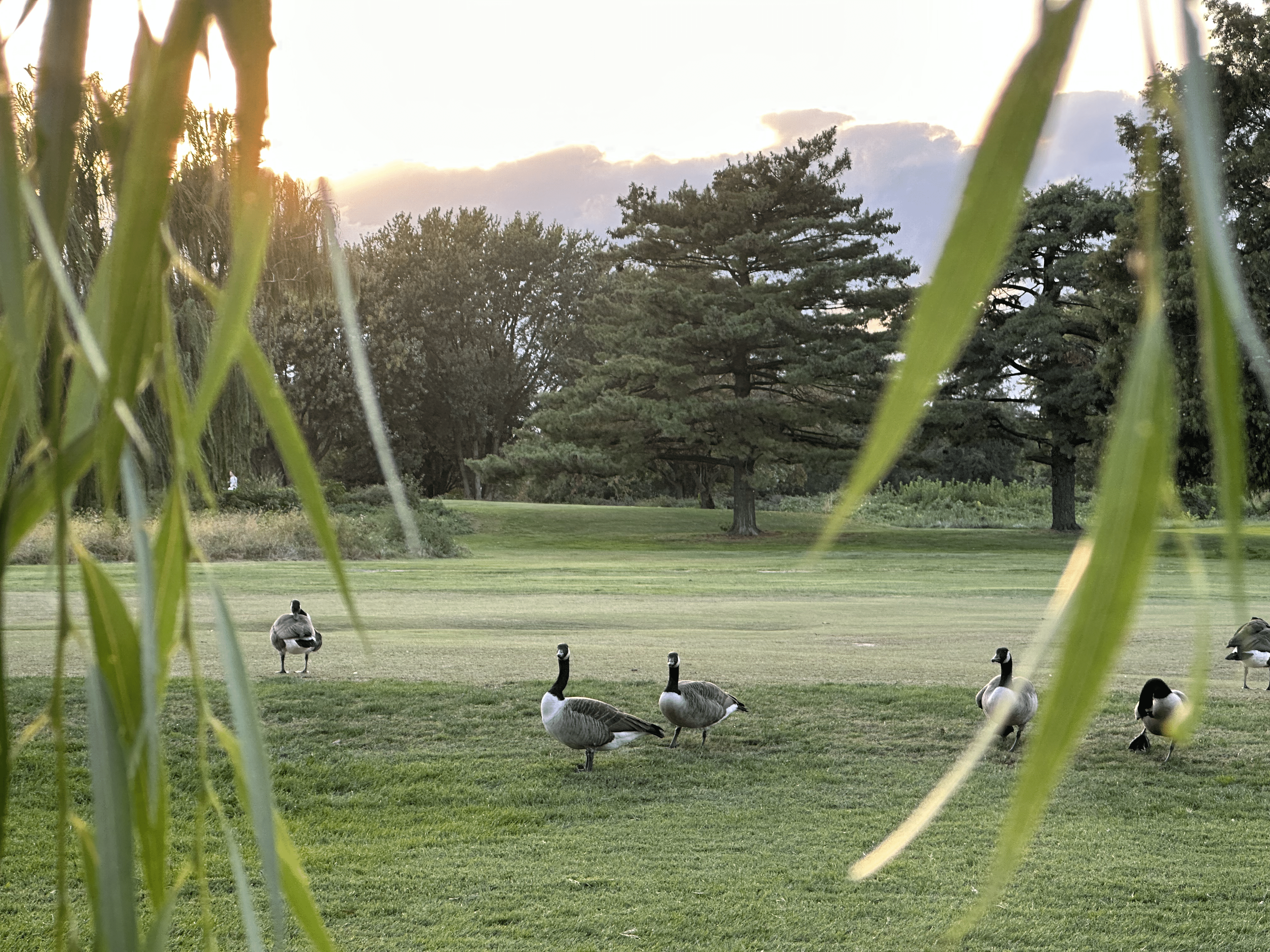 Six Canada geese congregate on the East Potomac Golf Links on Hains Point Island in Washington, D.C.
