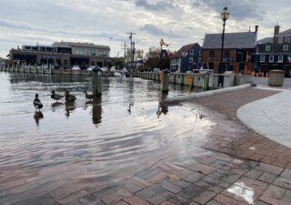 A small group of ducks stand at the edge of downtown Annapolis's City Dock in a small pool of water.