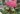 The collaborative orchid exhibit from Smithsonian Gardens and the U.S. Botanic Garden in the Kogod Courtyard focuses on environmental factors and conservation. (Yesenia Montenegro/Capital News Service)