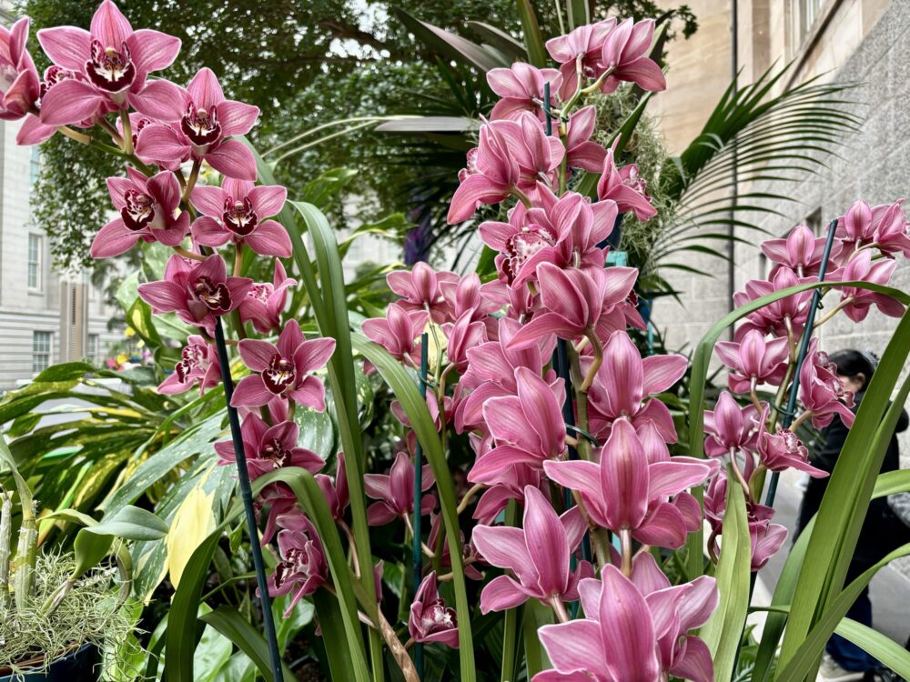The exhibit includes 350 live orchids, such as this species, the Cymbidium Clarisse Austin. (Capital News Service/Yesenia Montenegro)