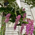The exhibit provides visitors with the opportunity to see orchid species that are uncommon and look different than many expect. (Yesenia Montenegro/Capital News Service) 