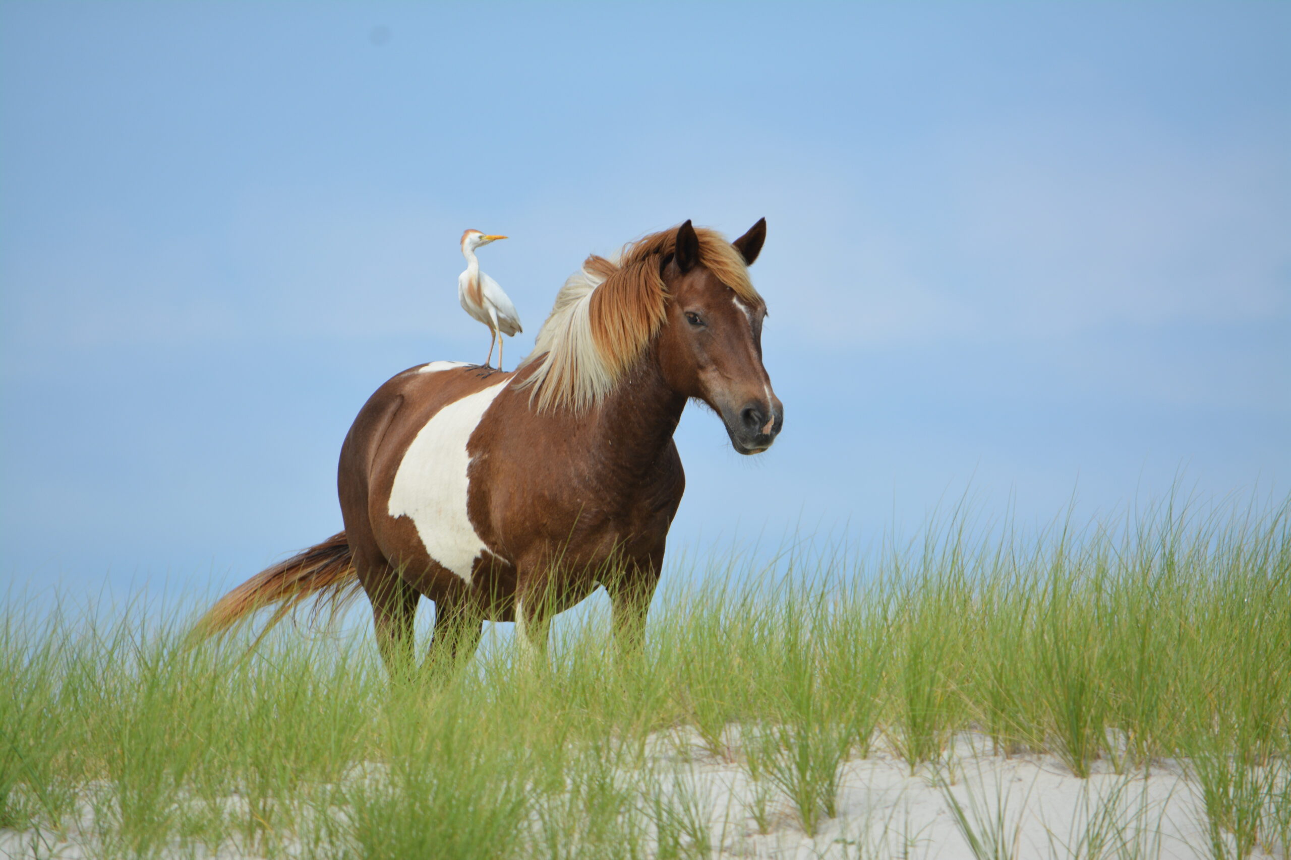 In this photo from Assateague Island, a horse with cattle egret perched on its back stands on top of sand dune. (National Park Service)