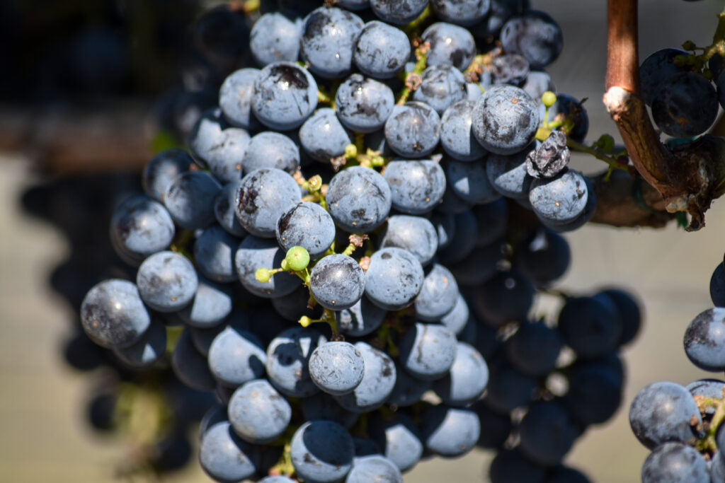 A cluster of red grapes