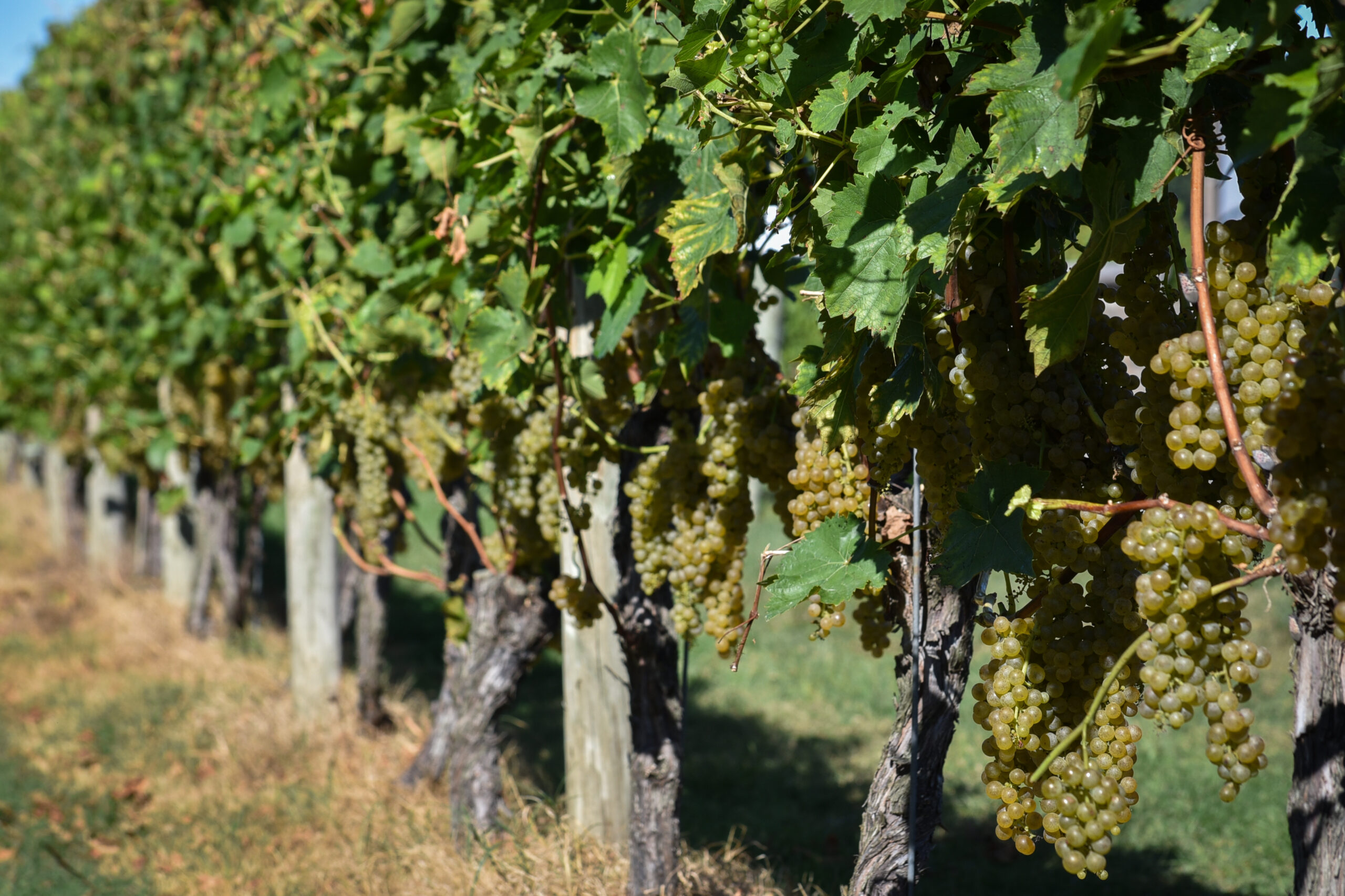 white grapes on the vine