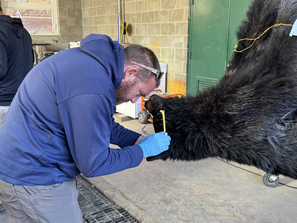 A man in a garage collects a sample from a bear's mouth. 